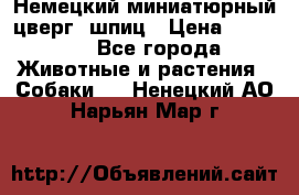 Немецкий миниатюрный(цверг) шпиц › Цена ­ 50 000 - Все города Животные и растения » Собаки   . Ненецкий АО,Нарьян-Мар г.